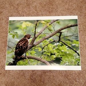 13" X 19" beautiful picture